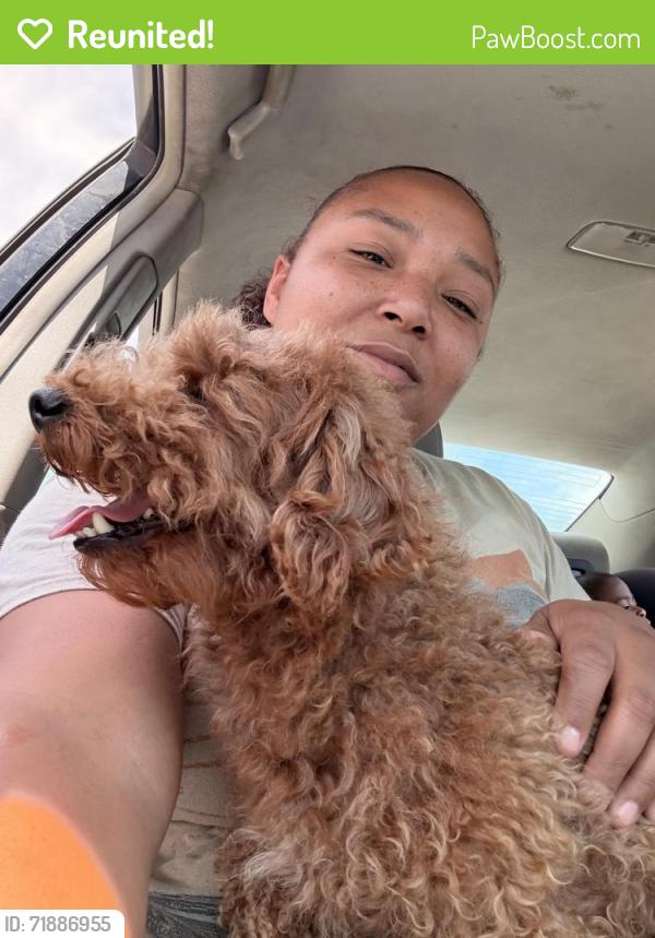 Reunited Male Dog last seen Melwood Pl and Manderly Pl, Converse, TX 78109