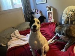 Lost Male Dog last seen Somerset&orizaba, Paramount, CA 90723