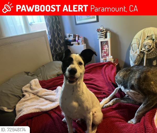 Lost Male Dog last seen Somerset&orizaba, Paramount, CA 90723
