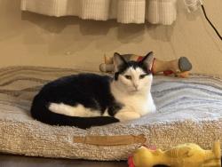 Reunited Male Cat last seen Baja Ct, Brentwood, CA 94513, USA, Brentwood, CA 94513