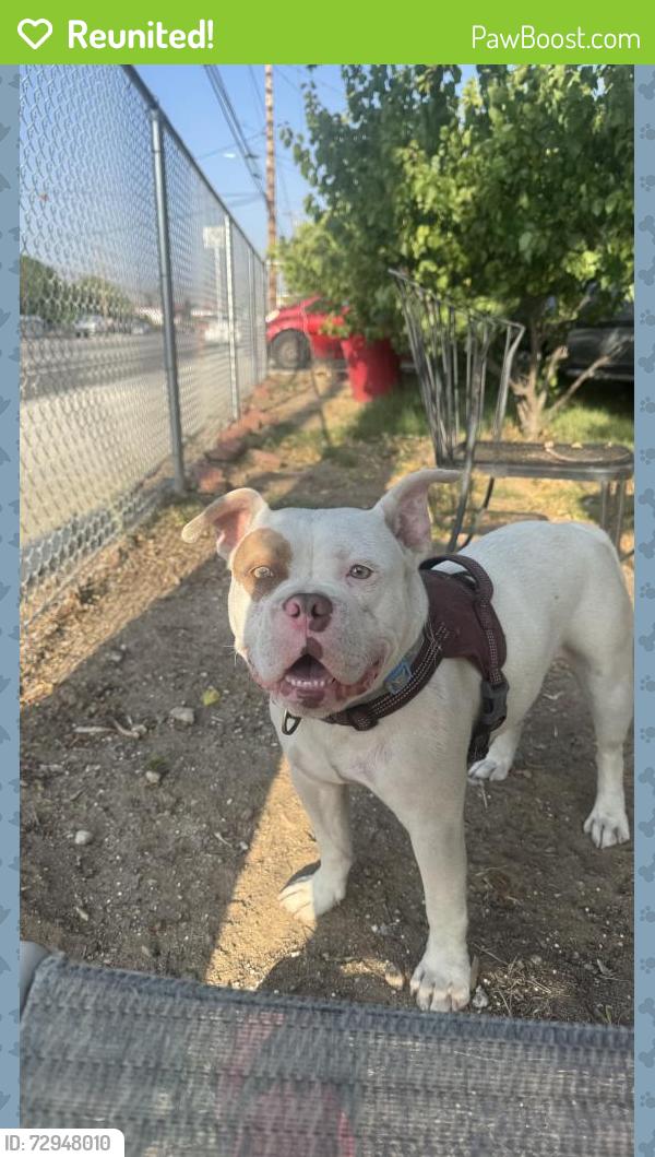 Reunited Male Dog last seen Near E 9th St, San Bernardino, CA 92410, USA, San Bernardino, CA 92410