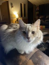 Lost Female Cat last seen Near little pond rdu, Winston-Salem, NC 27127