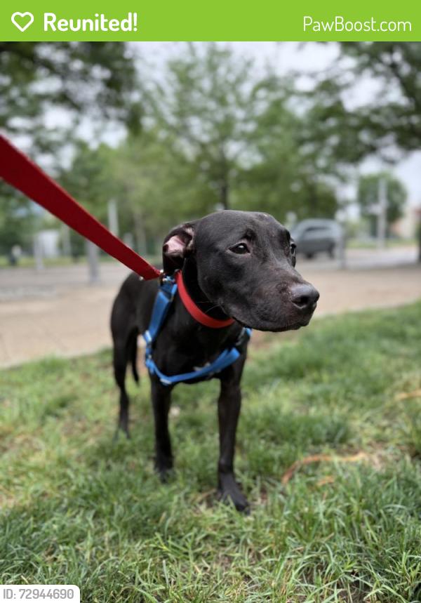 Reunited Male Dog last seen Avalon Drive by Mary’s Shady Rd, Front Royal, VA 22630