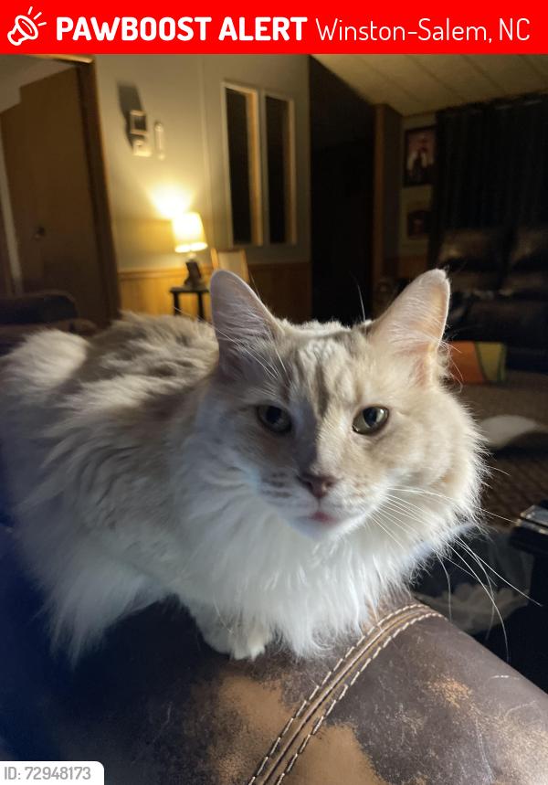 Lost Female Cat last seen Near little pond rdu, Winston-Salem, NC 27127