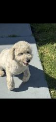 Found/Stray Female Dog last seen E97th st, Los Angeles, CA 90002