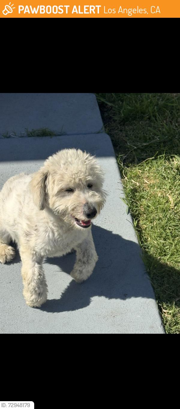 Found/Stray Female Dog last seen E97th st, Los Angeles, CA 90002