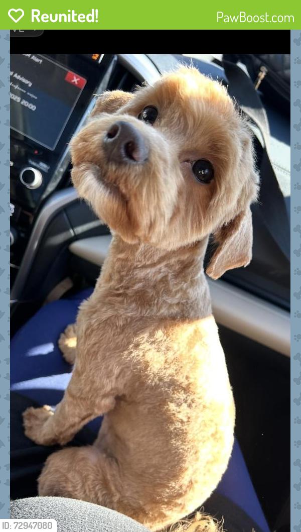 Reunited Male Dog last seen Near Marble Street, West Richland, WA 99353