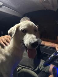 Reunited Male Dog last seen Ravensong , Houston, TX 77429