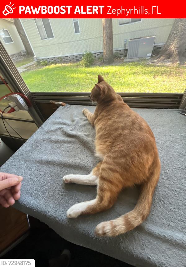 Lost Male Cat last seen Near and Ramblewood Boulevard in Zephyrhills, Zephyrhills, FL 33541