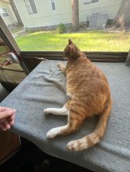Lost Male Cat last seen Near and Ramblewood Boulevard in Zephyrhills, Zephyrhills, FL 33541