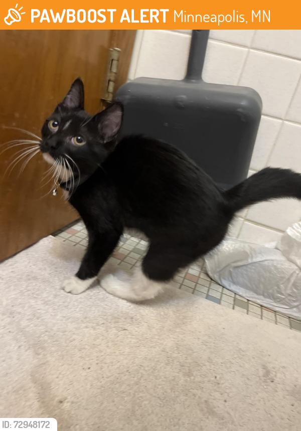 Found/Stray Male Cat last seen Near 6th ave se Minneapolis , Minneapolis, MN 55414