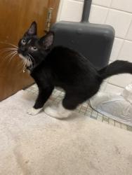 Found/Stray Male Cat last seen Near 6th ave se Minneapolis , Minneapolis, MN 55414