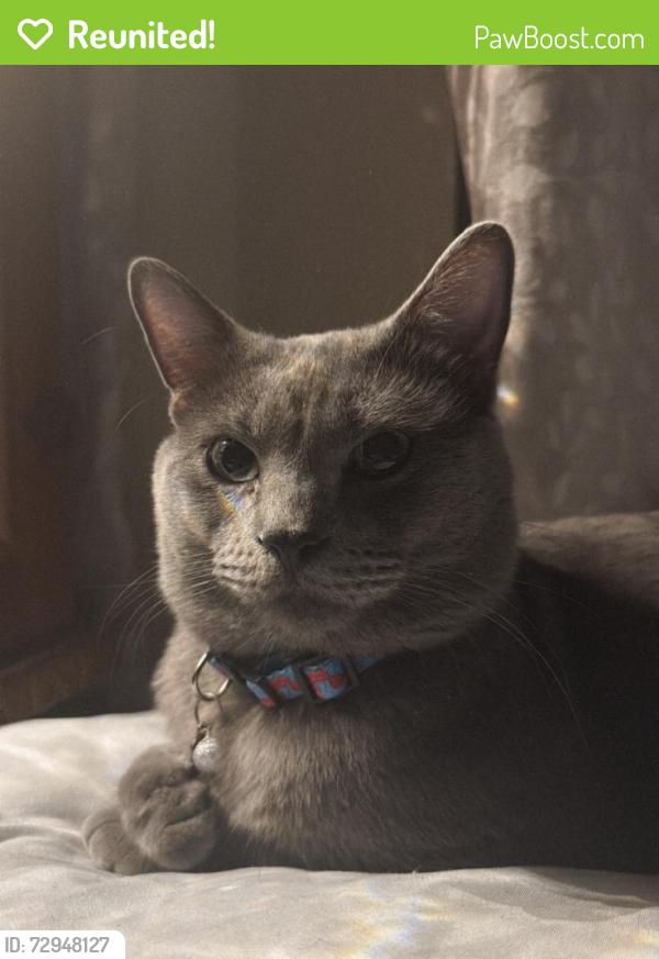 Reunited Male Cat last seen Inspiration Rd, Mission, TX, USA, Mission, TX 78572