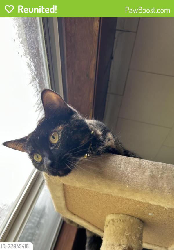 Reunited Female Cat last seen Bucktown and Wendel Road, Irwin, PA 15642