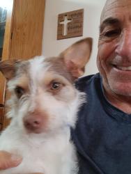Reunited Male Dog last seen Near Alt Hwy, Chase High Rd behind the Drop-In., Forest City, NC 28043