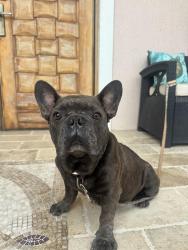 Found/Stray Male Dog last seen PSN 79th pl, Miami Gardens, FL 33014
