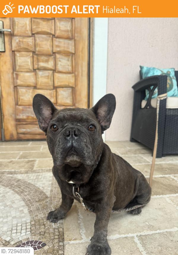 Found/Stray Male Dog last seen PSN 79th pl, Miami Gardens, FL 33014
