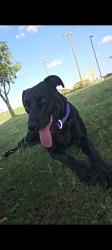 Lost Female Dog last seen By shamrock, Fort Worth, TX 76115