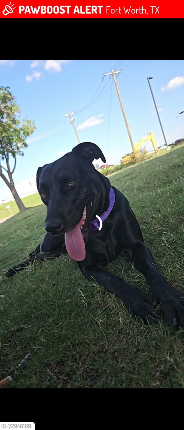 Lost Female Dog last seen By shamrock, Fort Worth, TX 76115