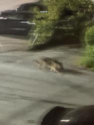 Found/Stray Unknown Dog last seen Mcfatridge Road , Halifax , Halifax, NS 