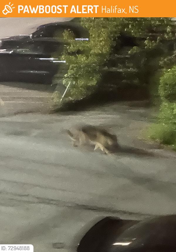 Found/Stray Unknown Dog last seen Mcfatridge Road , Halifax , Halifax, NS 