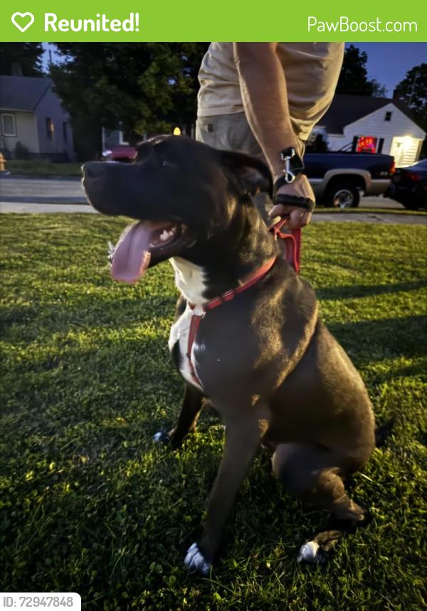 Reunited Male Dog last seen Milikin woods, Hamilton, OH 45013