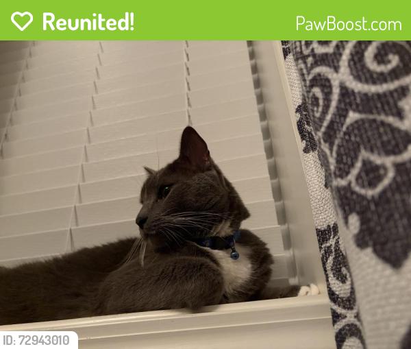 Reunited Male Cat last seen Lewisville Clemmons rd & Linwood drive , Clemmons, NC 27012