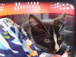Shelter Stray Male Cat last seen CHARLOTTE, 8315 Byrum Dr, Charlotte, NC 28217, USA