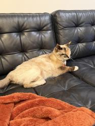 Reunited Female Cat last seen Water wellness center. , Millcreek, UT 84106