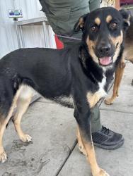 Shelter Stray Female Dog last seen Near BLOCK FAIRFAX RD, BAKERSFIELD CA 93306, Bakersfield, CA 93308