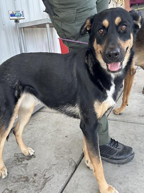 Shelter Stray Female Dog last seen Near BLOCK FAIRFAX RD, BAKERSFIELD CA 93306, Bakersfield, CA 93308