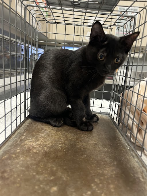 Shelter Stray Female Cat last seen W ALEXANDER RD & N GRAND CANYON DR, Las Vegas, NV 89101