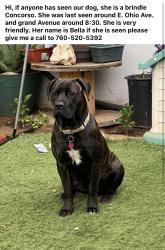 Reunited Female Dog last seen East Ohio Ave , Escondido, CA 92027