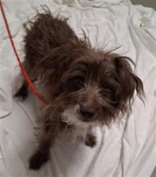 Shelter Stray Male Dog last seen WALNUT AND AZURE, Las Vegas, NV 89101