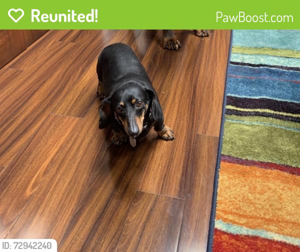 Reunited Female Dog last seen Tanglerod Street, La Mesa, CA 91942