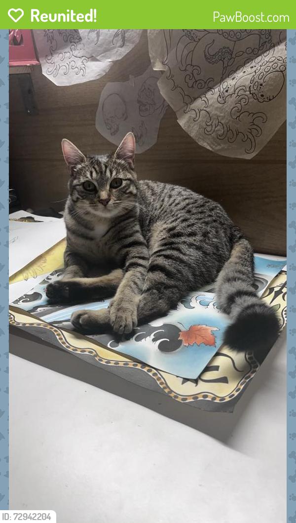 Reunited Female Cat last seen Near Littlerock Rd SW , Olympia, WA 98512