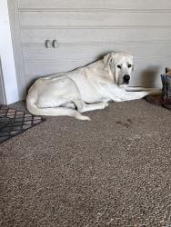 Found/Stray Male Dog last seen E Linwood Ave, Turlock, CA 95381