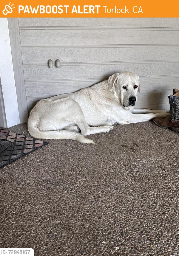 Found/Stray Male Dog last seen E Linwood Ave, Turlock, CA 95381