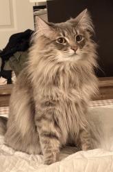 Lost Female Cat last seen Northpoint apmts, Tacoma, WA 98407