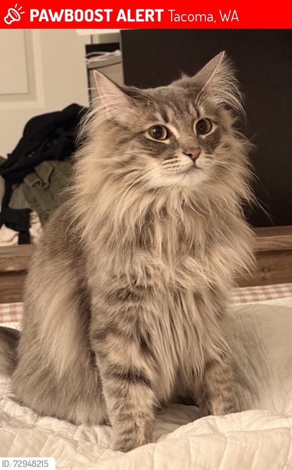 Lost Female Cat last seen Northpoint apmts, Tacoma, WA 98407
