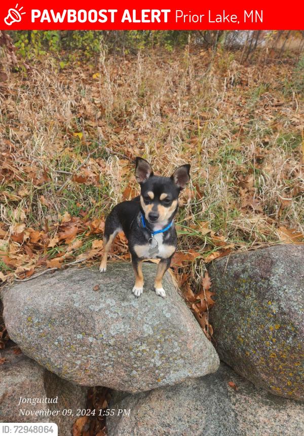 Lost Female Dog last seen Evanston Avenue , Prior Lake, MN 55372