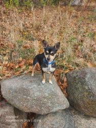 Lost Female Dog last seen Evanston Avenue , Prior Lake, MN 55372