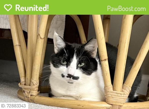 Reunited Female Cat last seen Tiger Lane, Charlotte, NC 28262