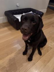 Reunited Male Dog last seen Near Robbins Street, Milton, MA 02186