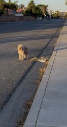 Found/Stray Unknown Dog last seen Mesa Vista and Redwood by the school, heading east on Mesa Vista, Las Vegas, NV 89118