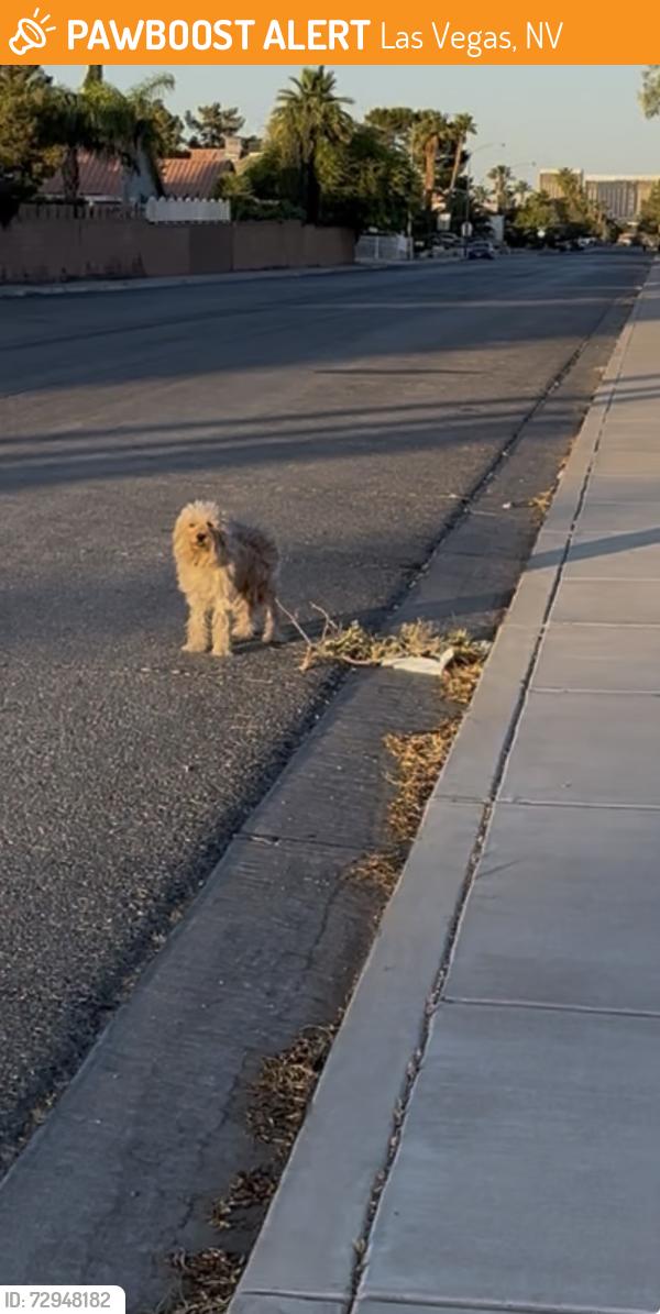 Found/Stray Unknown Dog last seen Mesa Vista and Redwood by the school, heading east on Mesa Vista, Las Vegas, NV 89118