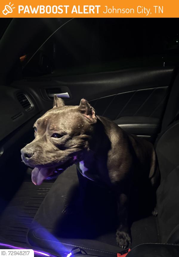 Found/Stray Male Dog last seen Northside elementary , Johnson City, TN 37601