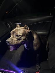 Found/Stray Male Dog last seen Northside elementary , Johnson City, TN 37601