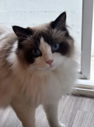 Found/Stray Unknown Cat last seen Peck and Manhattan Beach Boulevard, Manhattan Beach, CA 90266