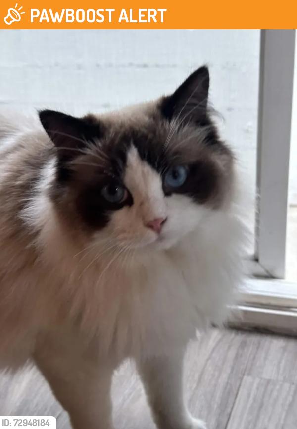Found/Stray Unknown Cat last seen Peck and Manhattan Beach Boulevard, Manhattan Beach, CA 90266